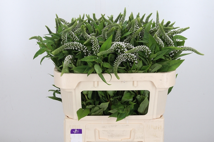 <h4>Lysimachia Clethroides</h4>