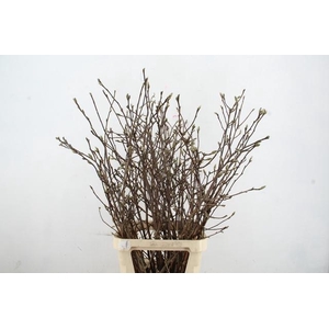 MAGNOLIA GEORGE HENRY KERN 120CM