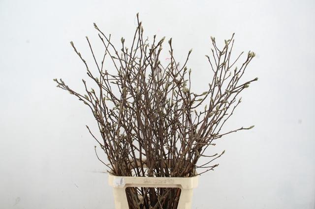 <h4>MAGNOLIA GEORGE HENRY KERN 120CM</h4>