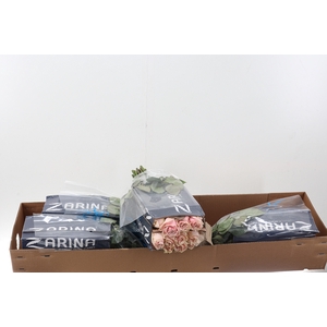 R Gr Pink Mondial 50cm Box CO