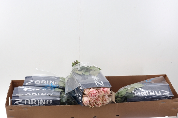 <h4>R Gr Pink Mondial 50cm Box CO</h4>