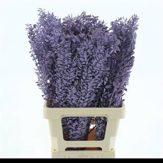<h4>RUSCUS OV KLB H%</h4>