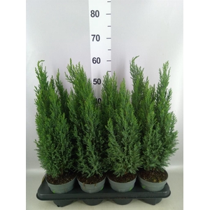 Chamaecyparis laws. 'Ellwoodii'