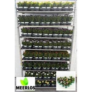 Osteospermum mixkar