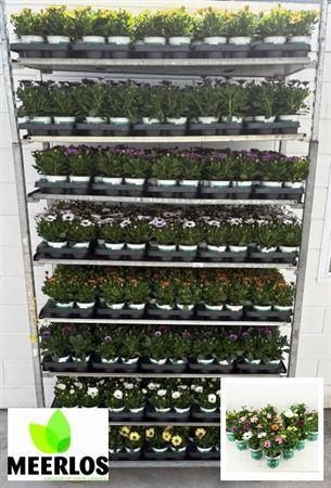<h4>Osteospermum mixkar</h4>