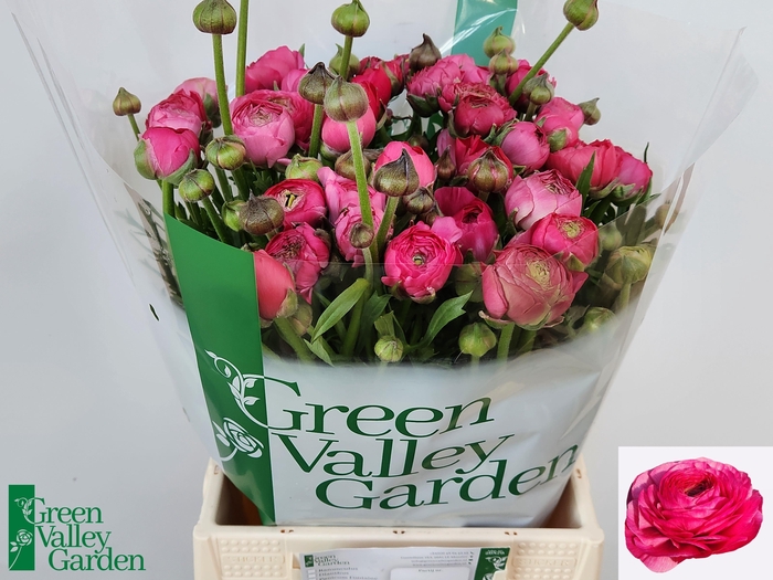 <h4>RAN AAZUR DEEP ROSE</h4>