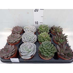 Echeveria   ...mix