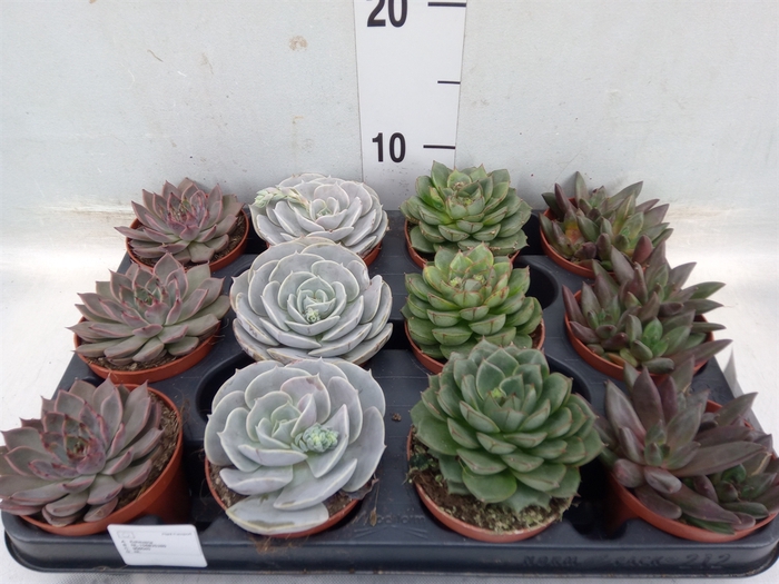 <h4>Echeveria   ...mix</h4>