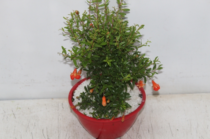 <h4>BONSAI FRUTA C18</h4>