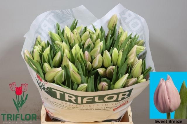 <h4>TU EN SWEET BREEZE</h4>