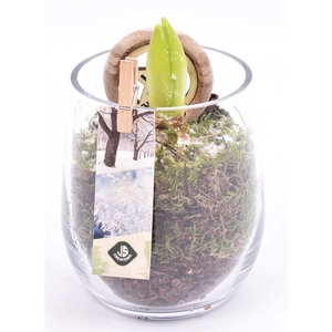 Glas cilinder 9x11cm