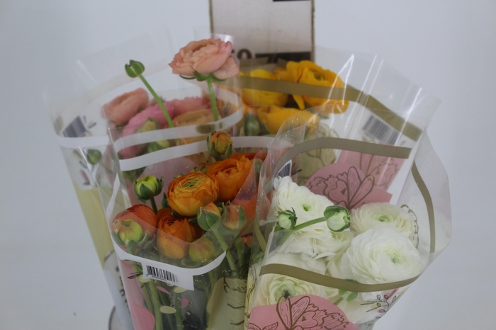 RANUNCULUS VARIADA