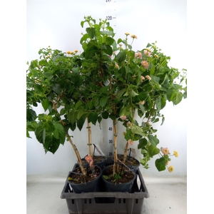 Lantana camara