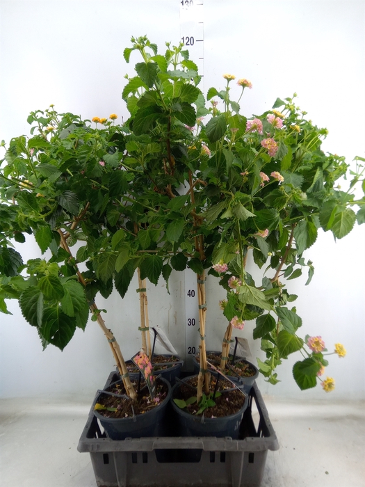 <h4>Lantana camara</h4>