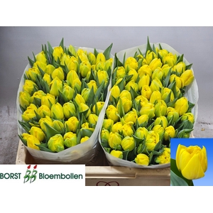 TU DU DOUBLE TROUBLE