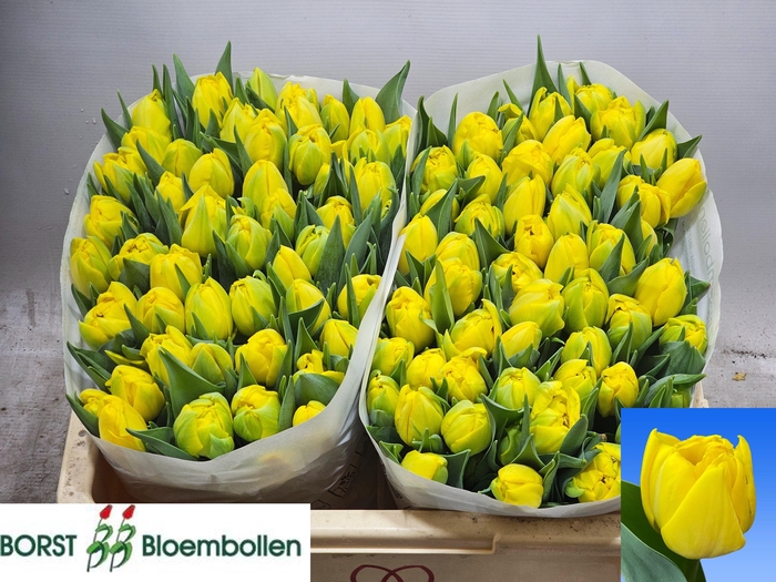 <h4>TU DU DOUBLE TROUBLE</h4>