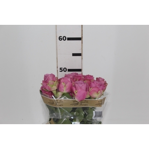 ROSA COOL WATER 050 CM ESTUFA