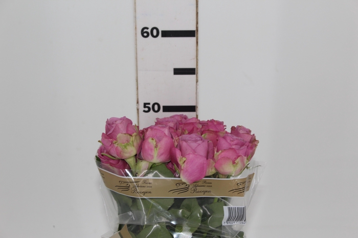 <h4>ROSA COOL WATER 050 CM ESTUFA</h4>