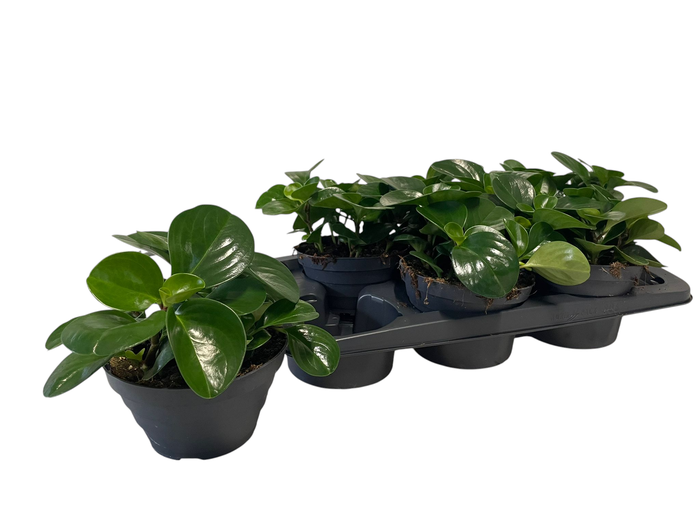 <h4>PEP OBT VARIEGATA</h4>