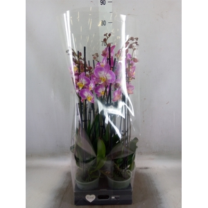 Phalaenopsis  'Ant Split'