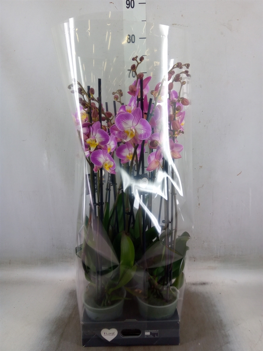 <h4>Phalaenopsis  'Ant Split'</h4>
