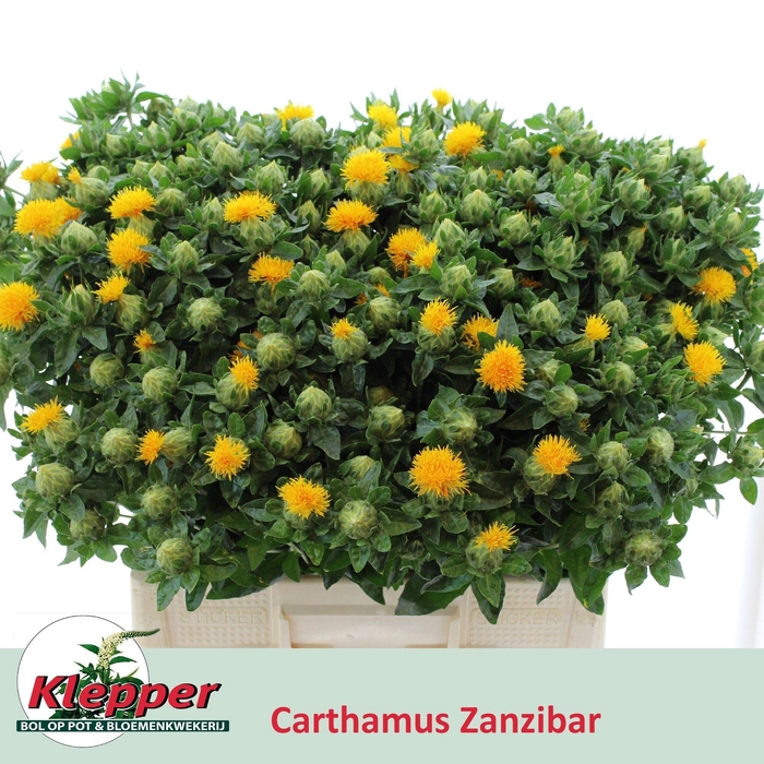 <h4>CARTH T ZANZIBAR</h4>