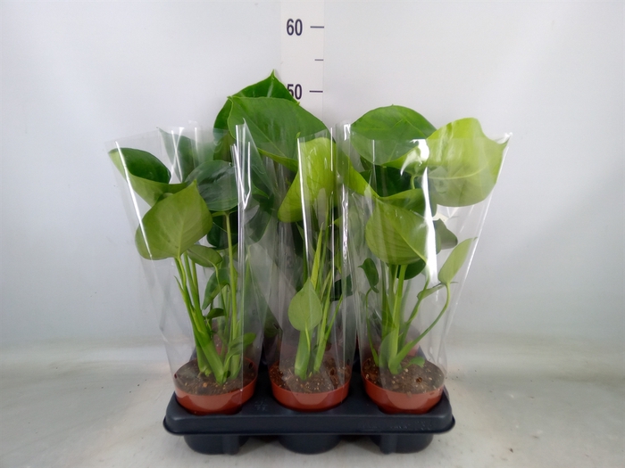 <h4>Monstera   ...</h4>