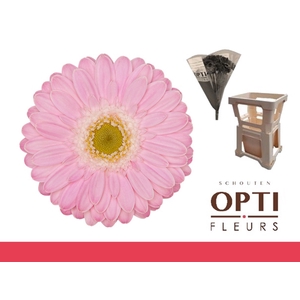 Germini Babble Water