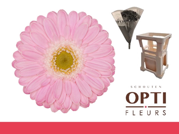 <h4>Germini Babble Water</h4>