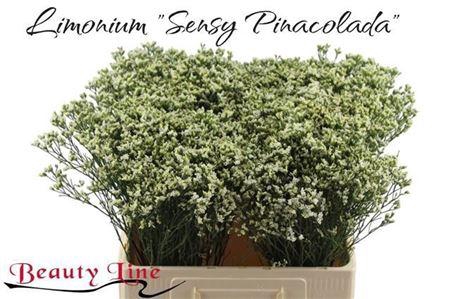 <h4>Lim Sin Sen P Colada</h4>