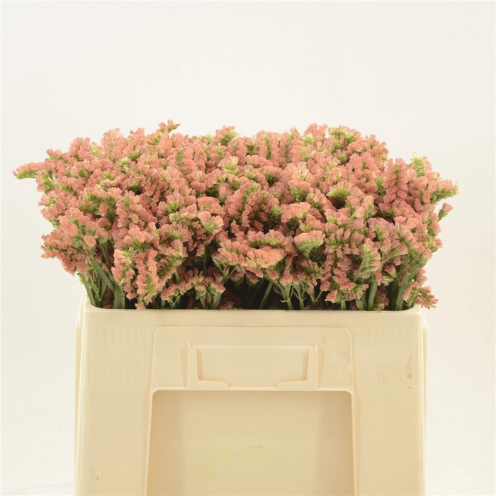 <h4>LIM S ROYAL ORANGE</h4>