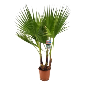 Washingtonia robusta