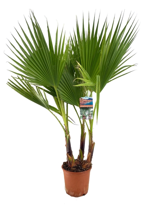 <h4>Washingtonia robusta</h4>