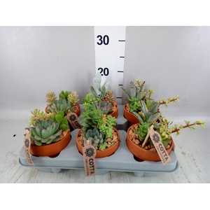 Arr.  Succulents L%