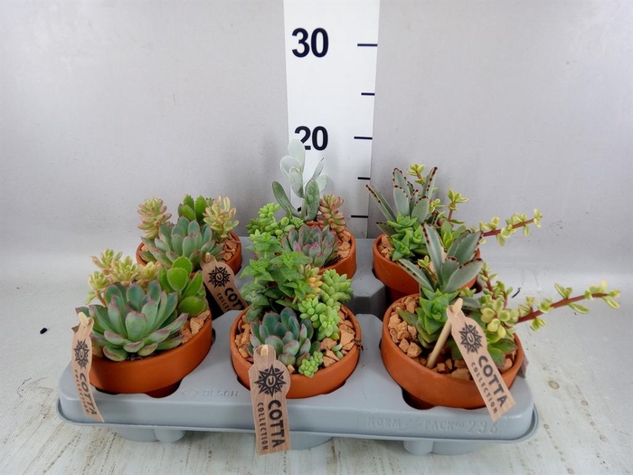 <h4>Arr. Succulents L%</h4>