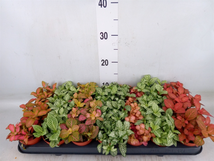 <h4>Fittonia   ...mix 7</h4>