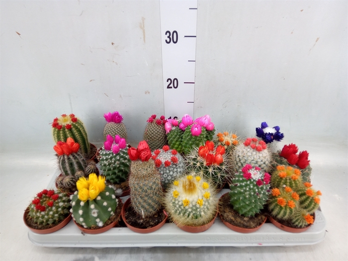 <h4>Cactus   ...decorated</h4>