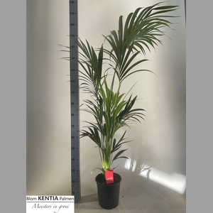 HOWEA FORSTERIANA