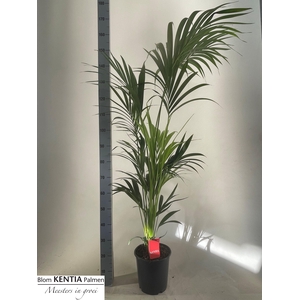 HOWEA FORSTERIANA