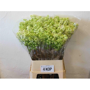 Syr V Mme Fl Stepman