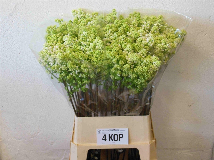 <h4>Syr V Mme Fl Stepman</h4>