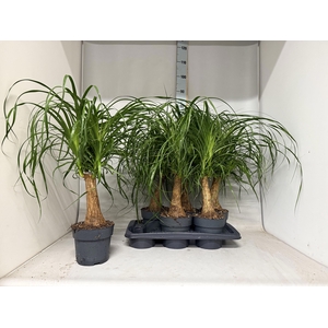 BEAUCARNEA RECUR