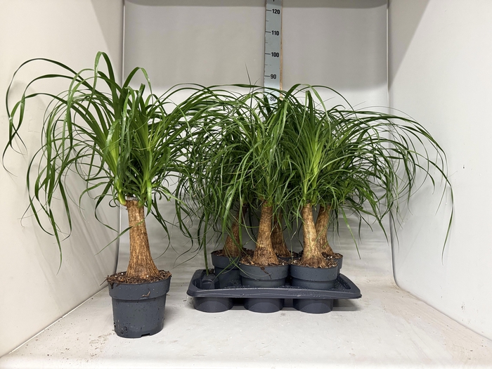<h4>BEAUCARNEA RECUR</h4>