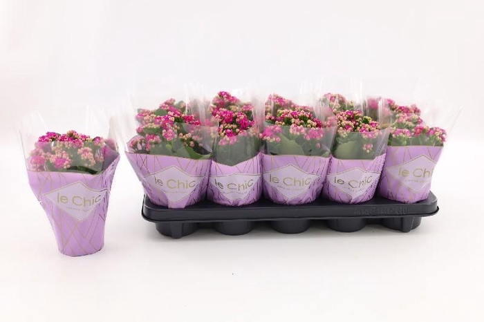 <h4>Kalanchoe Calandiva paars Le Chic</h4>