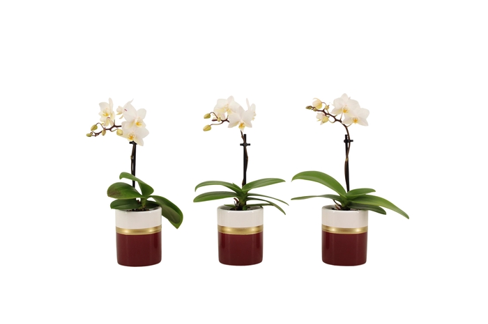 <h4>Dolomite Horizon Bordeaux Tiny Dolls Wit 1T7+ Aqu@</h4>