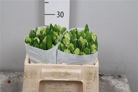 <h4>Hyac Antarctica</h4>