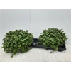 Callisia Repens