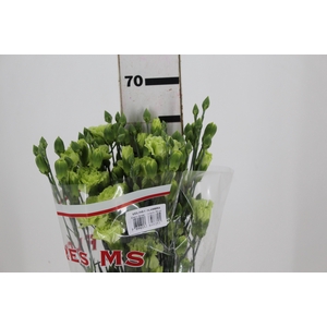 CRAVO SPRAY SKADI 070 CM