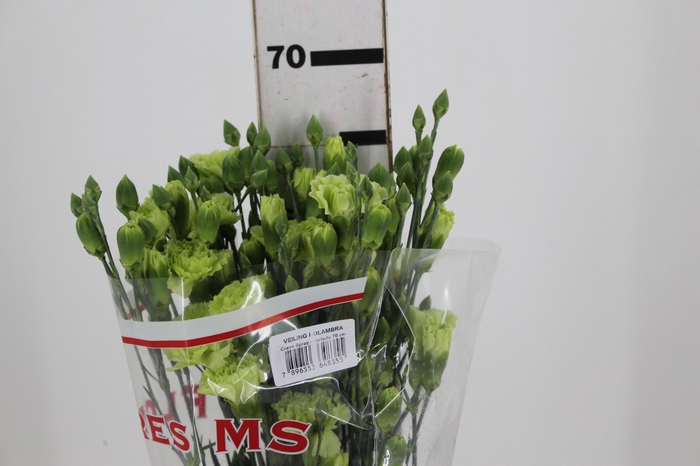 <h4>CRAVO SPRAY SKADI 070 CM</h4>