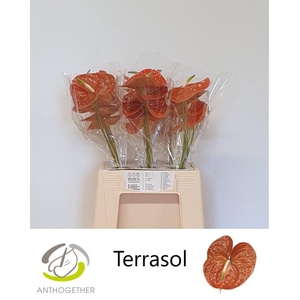 ANTH A TERRASOL